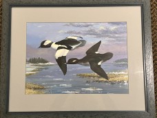 /userimg/LppeL/Buffleheads 1.jpg
